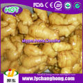 Fresh Ginger with High Quality For UK,CANADA,USA and EU Market